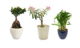 Buy Plants Online In Delhi to Enhance Your Space w, Delhi