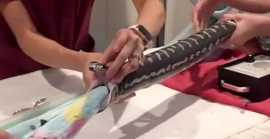 Aussie Vets Remove ENTIRE Beach Towel from Python'