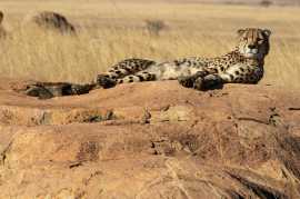 Discover the Beauty of South Africa Tour Packages , New Delhi