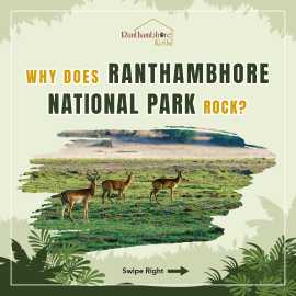 Ranthambore National Park Stay