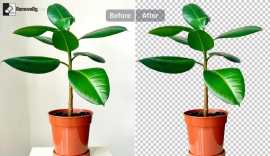 Effortlessly Transform Your Images with RemoveBG.l, Ahmedabad