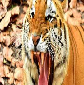 Wild Photography in Kolkata, Kolkata