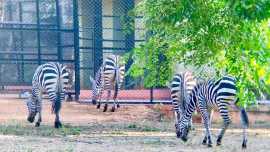 Export and Import Animal Services in Thailand, Bangkok