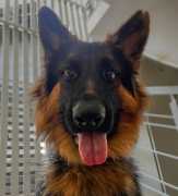 What Are Key Nutrition’s A Dog Needs In His Food?, Bengaluru
