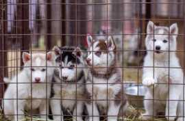Explore Posh Pet Club Grooming in Chicago, Chicago