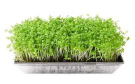 Improve Your Indoor Gardening Skills with Simple D, Gandhinagar