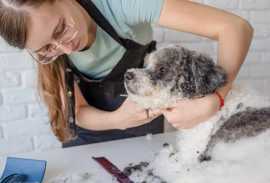 Digital Marketing for Mobile Grooming Business: 6 , Chicago
