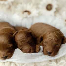 F1 Golden Doodle Puppies California, $ 0