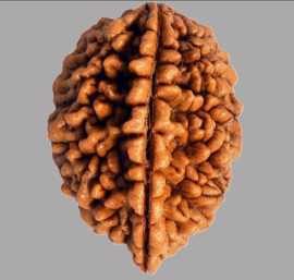 Best 2 Mukhi Rudraksha To Buy Online , $ 0