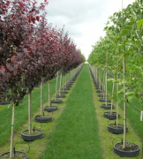 Tree Planting Edmonton, Edmonton