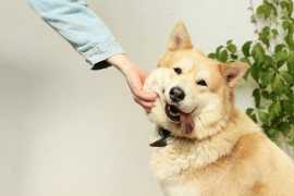 The Key to Successfully Scaling Your Dog Grooming , Chicago