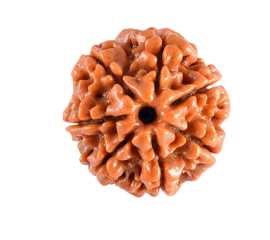 Shop Certified 7 Mukhi Rudraksha Online at The Bes, ¥ 1,499