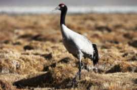 Ladakh Group Tour Packages, Jammu