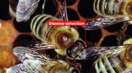 Computer vision in beekeeping, Mississauga