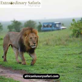 Experience Exceptional Tanzania Luxury Tours for U