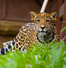 Wildlife Animal Exchange Program in Thailand, Bangkok