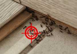 Bed Bugs Removal Flushing, New York