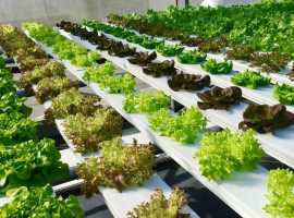 Cost & Benefits of Hydroponics Training Progra, Hyderabad