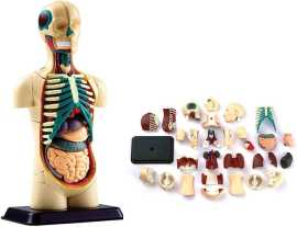 Find Trusted Human Anatomical Model Manufacturers, Nairobi