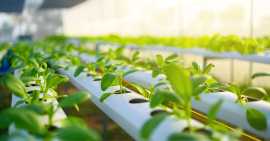 Tips for Growing Herbs and Leafy Greens Hydroponic, Hyderabad