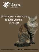 Kitten Kopen – Kies Jouw Nieuwe Vriendje Vandaag!, Breda
