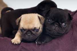 Pug Puppies in Ahmedabad, ₹ 38,400
