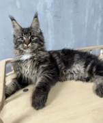Maine Coon for Sale – Adopt Now!