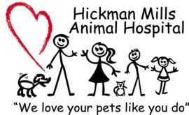 Meet the Best Raytown Veterinarians for Pet Care, Kansas City
