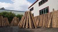 Bulk Bamboo Canes Supplier - Vantidebamboo.com, $ 120