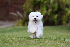 Maltese Puppies in Noida, ₹ 68,500