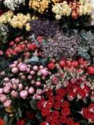 Bulk Flowers Miami: Premium Wholesale Blooms for W, Miami