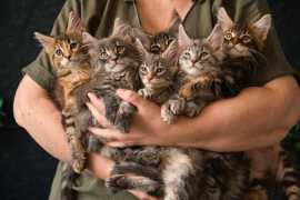 Adopt a Cat Today – California’s Trusted Cat Adopt, Angwin