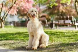 Afghan Hound Puppies For Sale In Chandigarh, $ 178,500