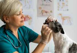 Expert Senior Pet Health Monitoring Services, Fullerton
