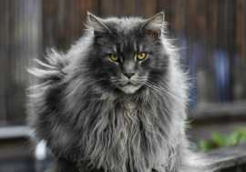 Maine Coon Cats for Sale | Khan Kittens