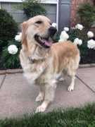 Cream Golden Retriever Puppies Nashville , Nashville