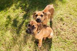 Boerboel Puppies For Sale In Dehradun, Rp 412,500