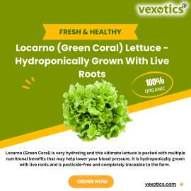 Hydroponic Green Coral Lettuce Online, Ahmedabad