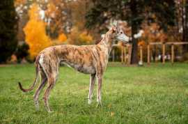 Rampur Hound Puppies For Sale In Dehradun, $ 48,750