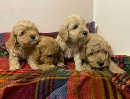 Cavapoo Puppies For Sale In Bhopal, ¥ 91,500