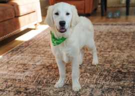 English Cream Golden Retriever, Bedford
