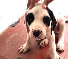 Bully kutta Puppies For Sale In Bhopal, Rp 47,000