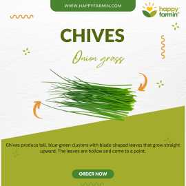 Chive Seeds – Mild Onion Flavor for Culinary Use &, ¥ 1