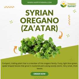 Syrian Oregano Seeds (Za’atar) – Bold, Fragrant He, ₹ 1