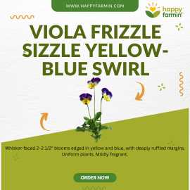 Viola 'Frizzle Sizzle' Seeds – Edible Flowers with, ¥ 1