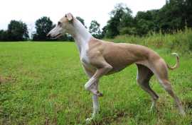 Rampur Hound Puppies For Sale In Bhopal, Rp 52,300