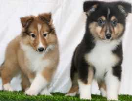 Rough collie Puppies For Sale In Bhopal, ₹ 462,001