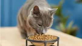 Looking to Buy Cat Dry Food? Check This Out!, Novena
