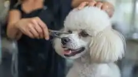 Pet Grooming Service at Home, Ahmedabad