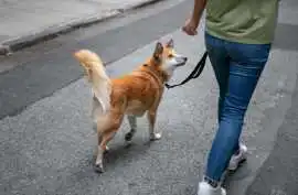 Dog Walking Services, Surat